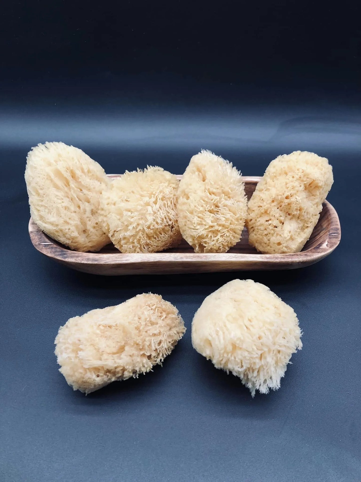 Caribbean Grass Sea Sponge